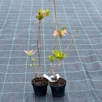 Azalka veľkokvetá (Azalea Mollis) ´CHANEL´ - výška 40-60 cm, kont. C3L/C1L
